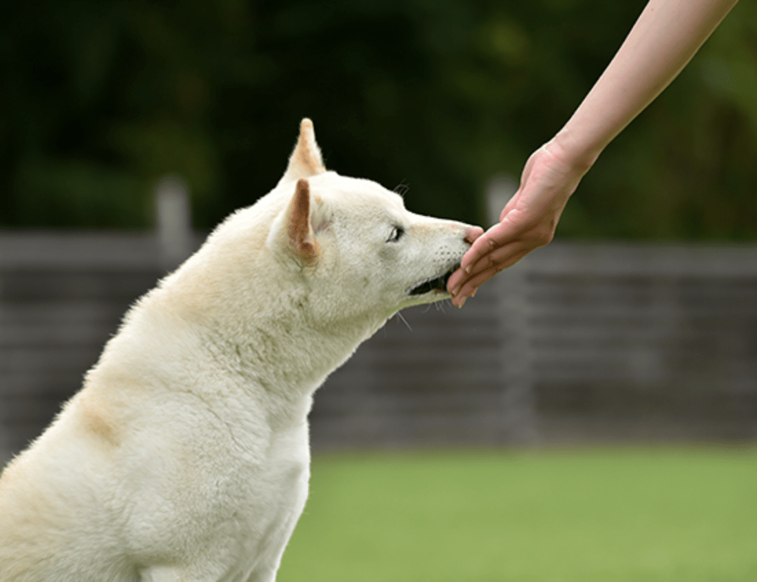 フードを人の手からもらう白い犬